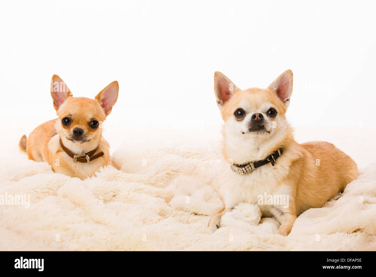 Due chihuahuas è sdraiato sul letto, sfondo bianco Foto Stock