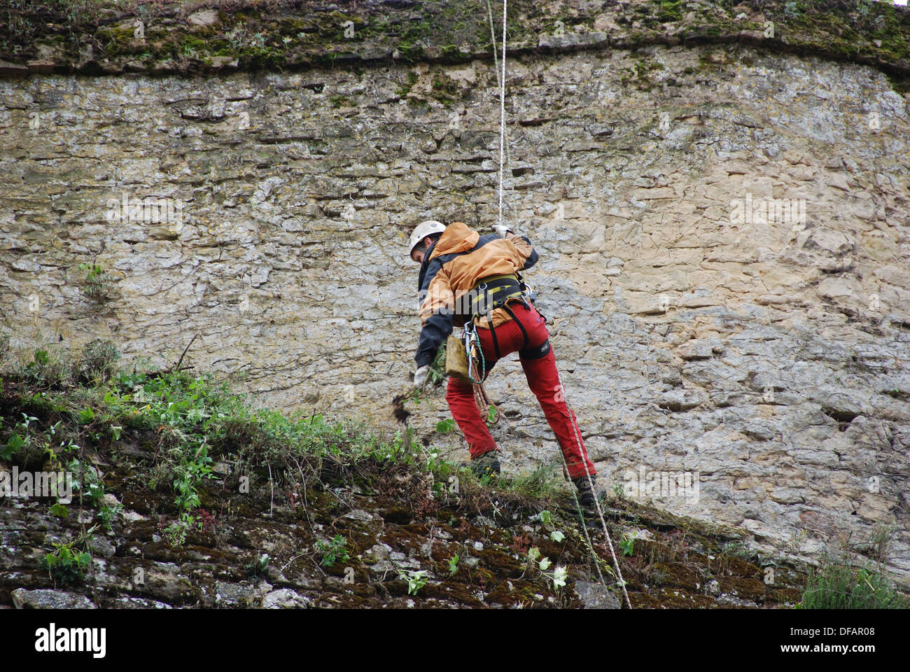 Manutenzione delle mura medievali - ripulendo dalle erbacce da discesa in corda doppia. Rodemack, Moselle, Lorena, Francia. Foto Stock
