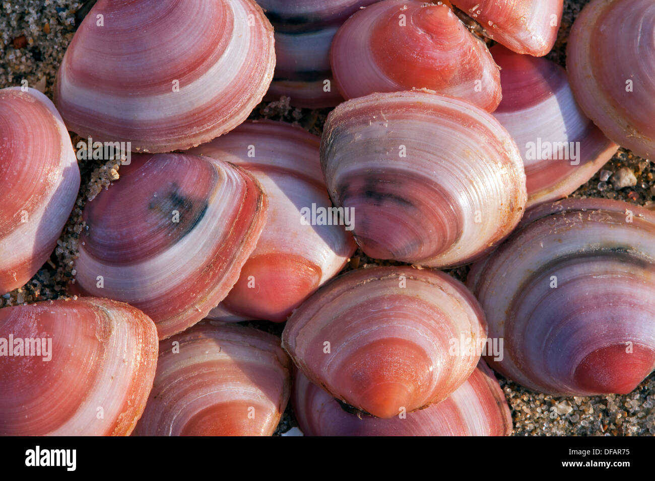 Mar baltico (tellin Macoma balthica) conchiglie sulla spiaggia lungo la costa del Mare del Nord Foto Stock