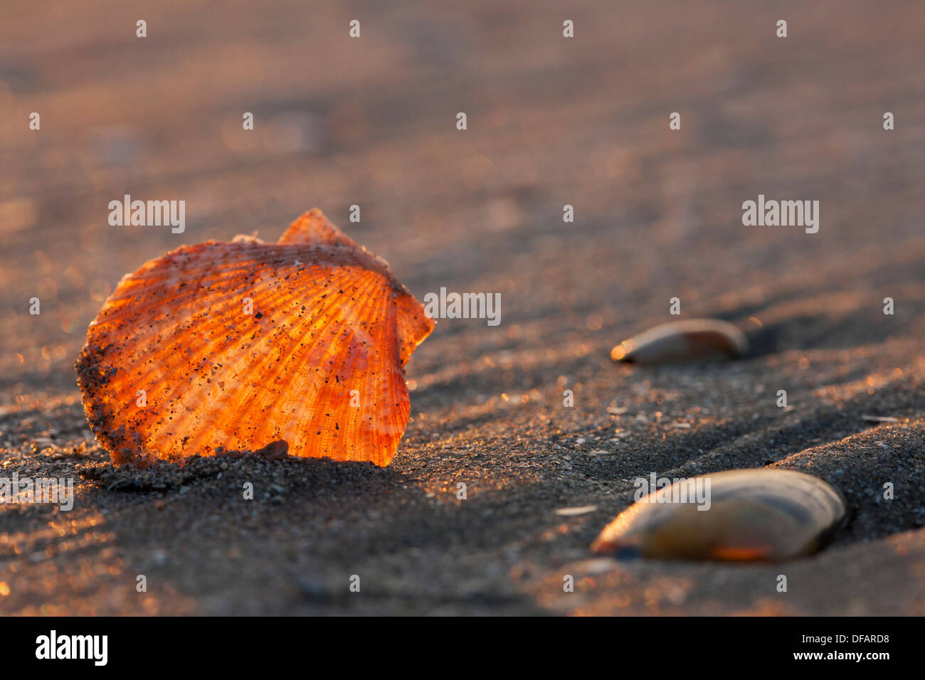 Regina smerlo (Aequipecten opercularis) shell sulla spiaggia lungo la costa del Mare del Nord Foto Stock