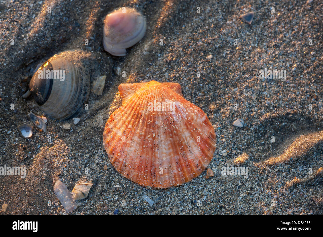 Regina smerlo (Aequipecten opercularis) shell sulla spiaggia lungo la costa del Mare del Nord Foto Stock