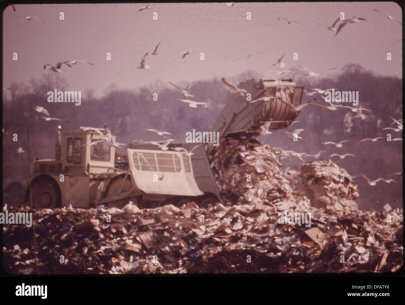 Attratti dal Garbage, gabbiani gregge da migliaia di eseguire il dump in HACKENSACK prati vicino a FT. LEE sul fiume Hudson.... 549754 Foto Stock