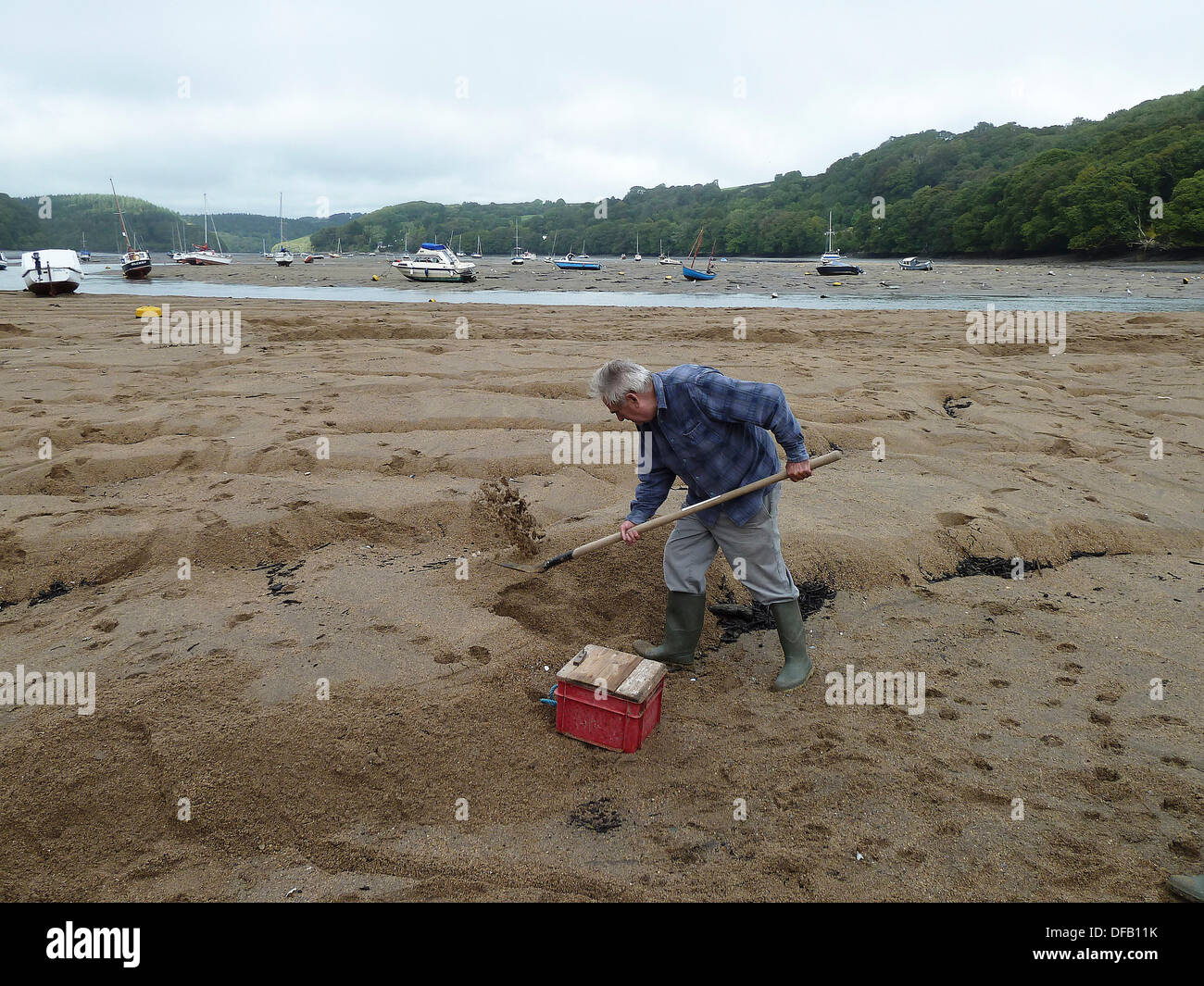 A Golant, Cornwall, Regno Unito. 1 ottobre 2013. Autunno raccolto sul mare..... Un uomo scava per il cicerello a bassa marea sul fiume Fowey in a Golant, Cornwall. A partire da agosto fino alla fine di ottobre le condizioni sono diritto di catturare il pesce che sono un'anguilla specie affini che spesso la cattura di pesci più di qualsiasi altra esca, specialmente la spigola. 1 Ottobre, 2013. Credito: John Robertson/Alamy Live News Foto Stock