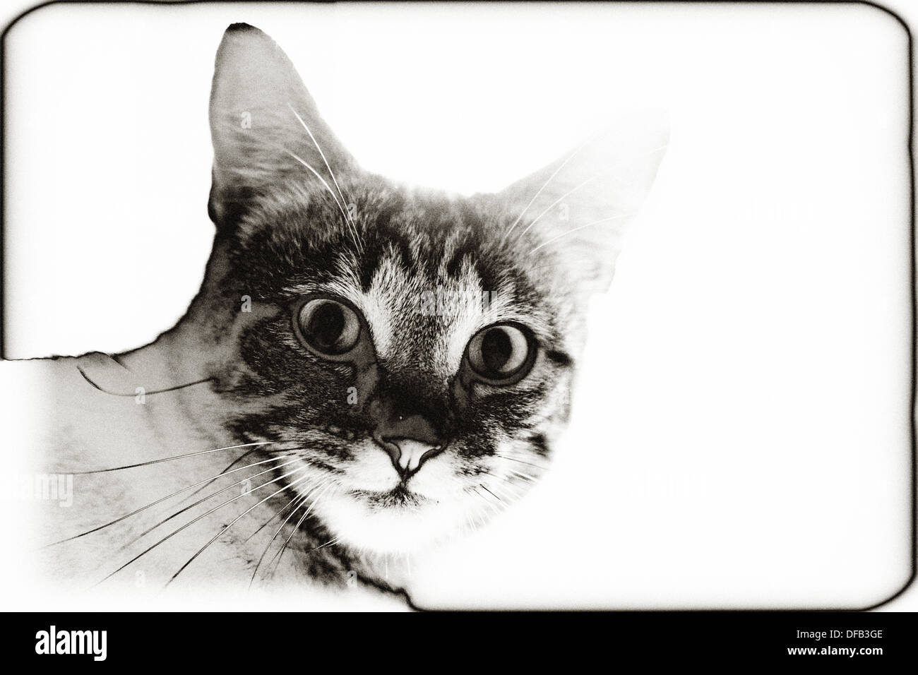 Solarised immagine di un gatto Foto Stock