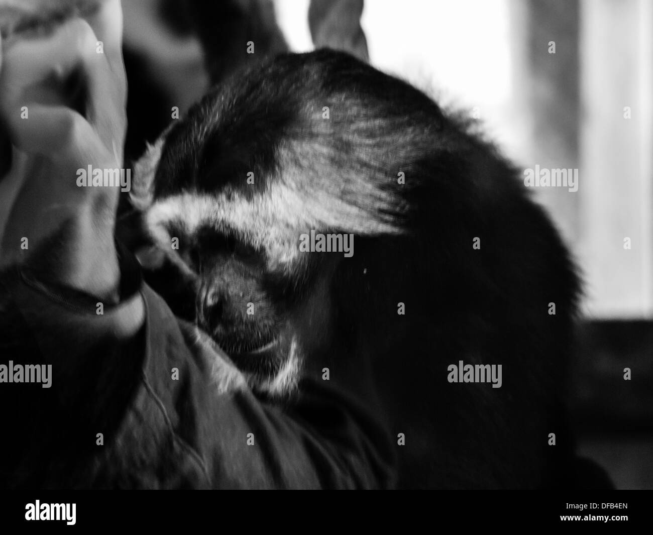Uno scimpanzé (Pan troglodytes) dietro il vetro che è fotografata da un visitatore. Chimp ha un aspetto solenne sul suo volto. Foto Stock