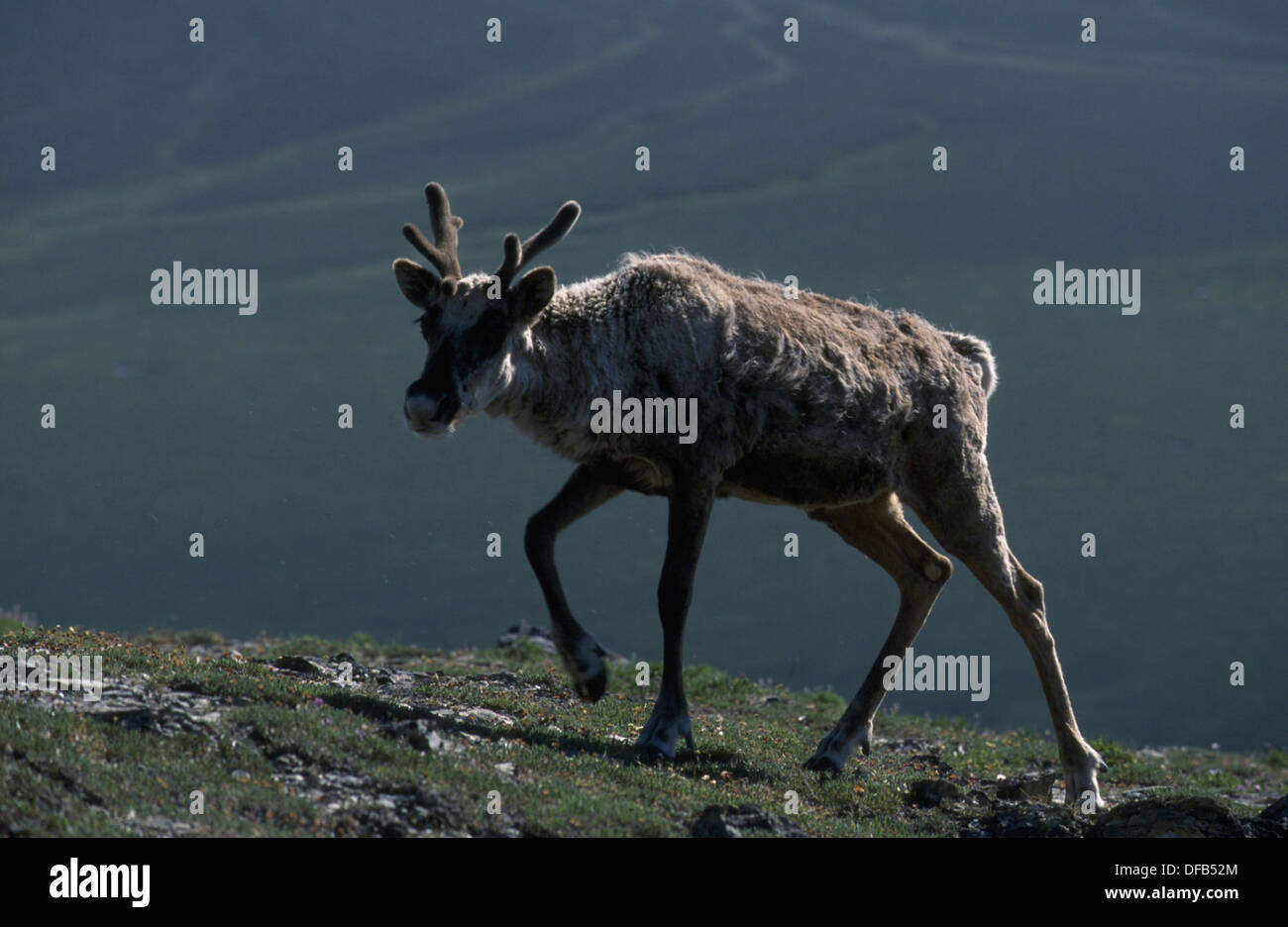 Porcupine Caribou migrare indietro per motivi d'inverno dalla pianura costiera, Alaska, STATI UNITI D'AMERICA Foto Stock