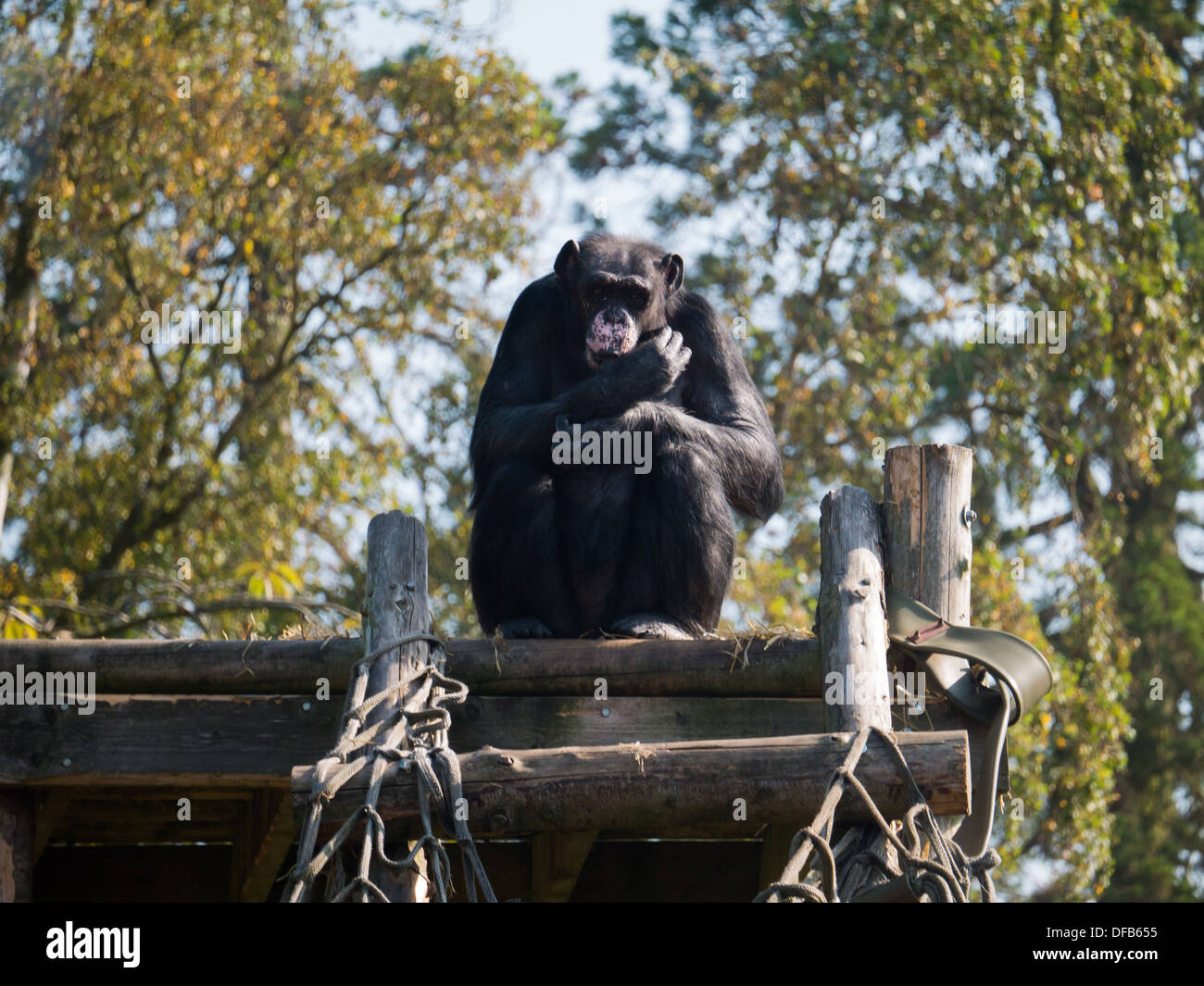 Uno scimpanzé (Pan troglodytes) presso lo Zoo Twycross, Tamworth, Regno Unito. Foto Stock