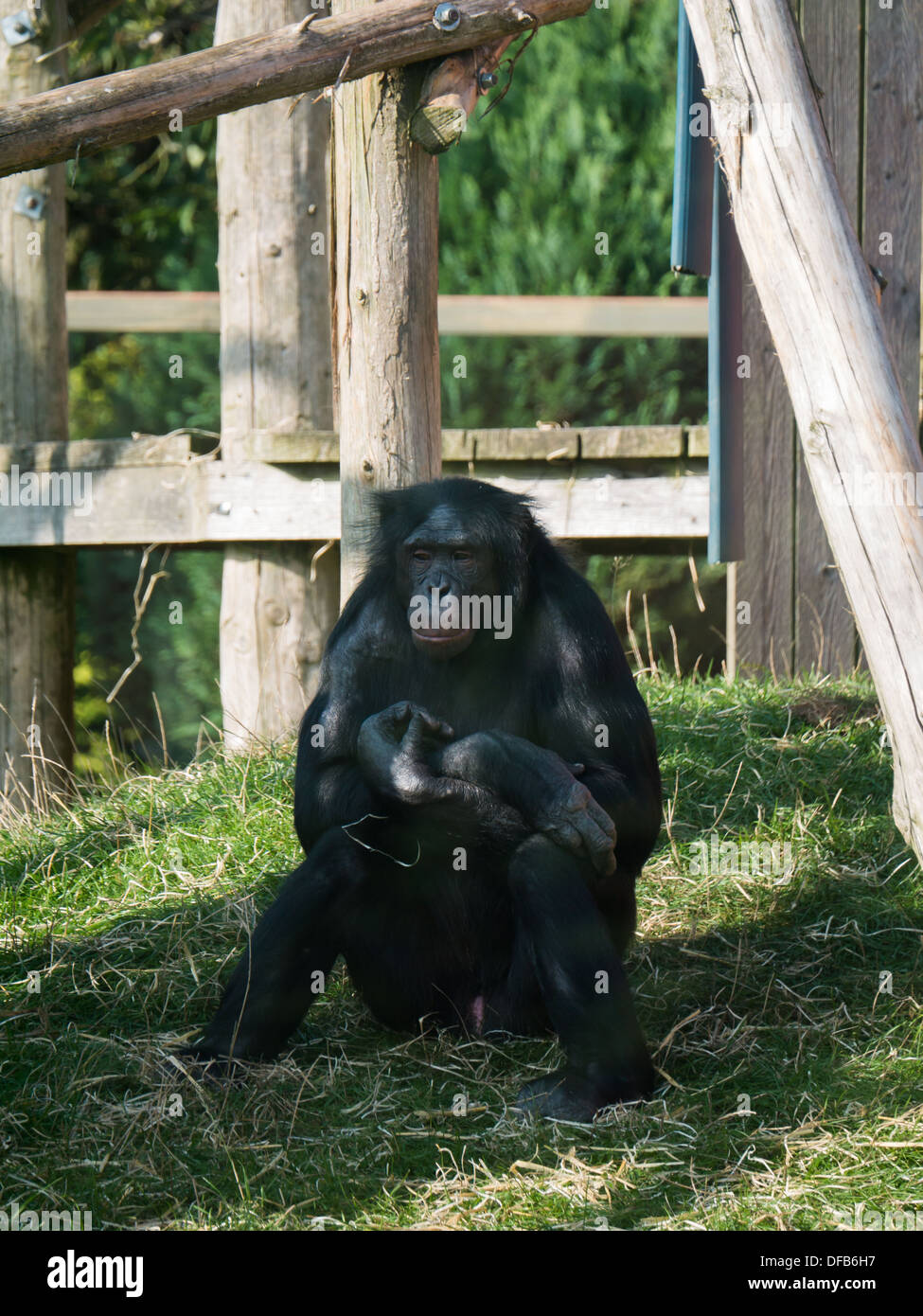 Uno scimpanzé (Pan troglodytes) presso lo Zoo Twycross, Tamworth, Regno Unito. Foto Stock