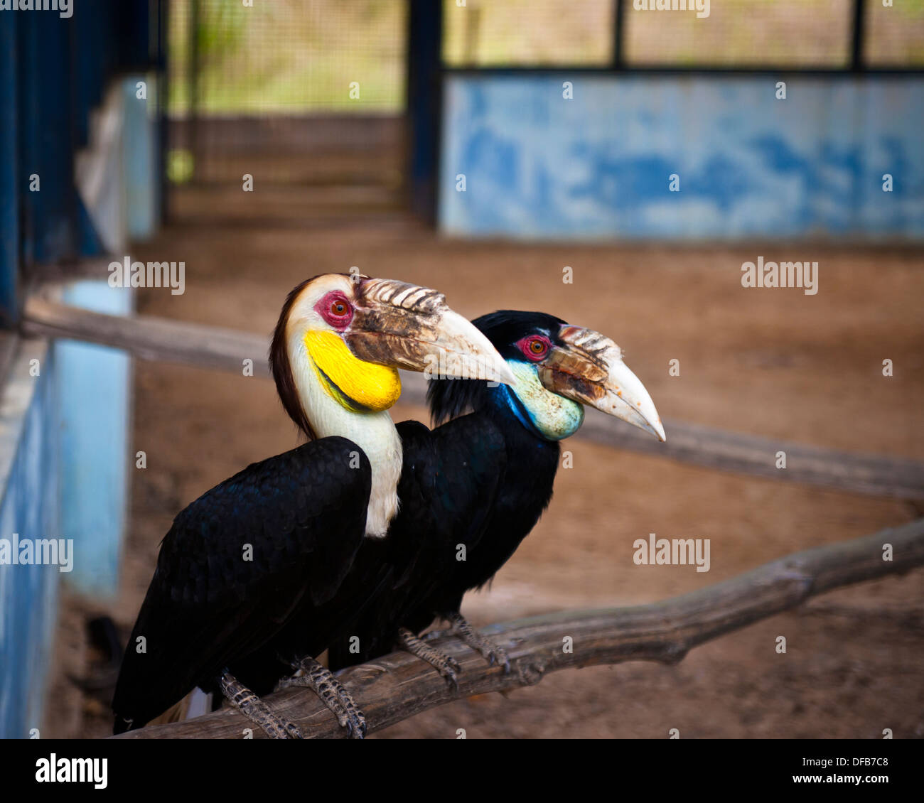 Coppia di hornbills, Labuan Bird Park Foto Stock