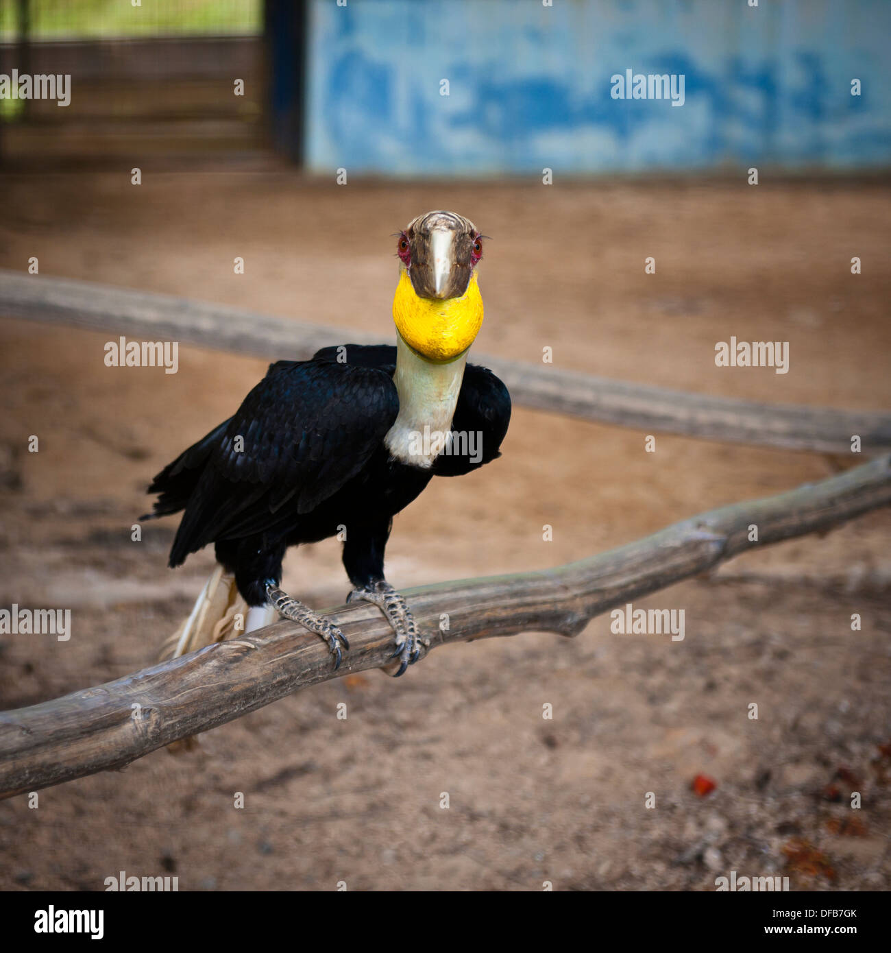 Hornbill testa su, Labuan Bird Park Foto Stock