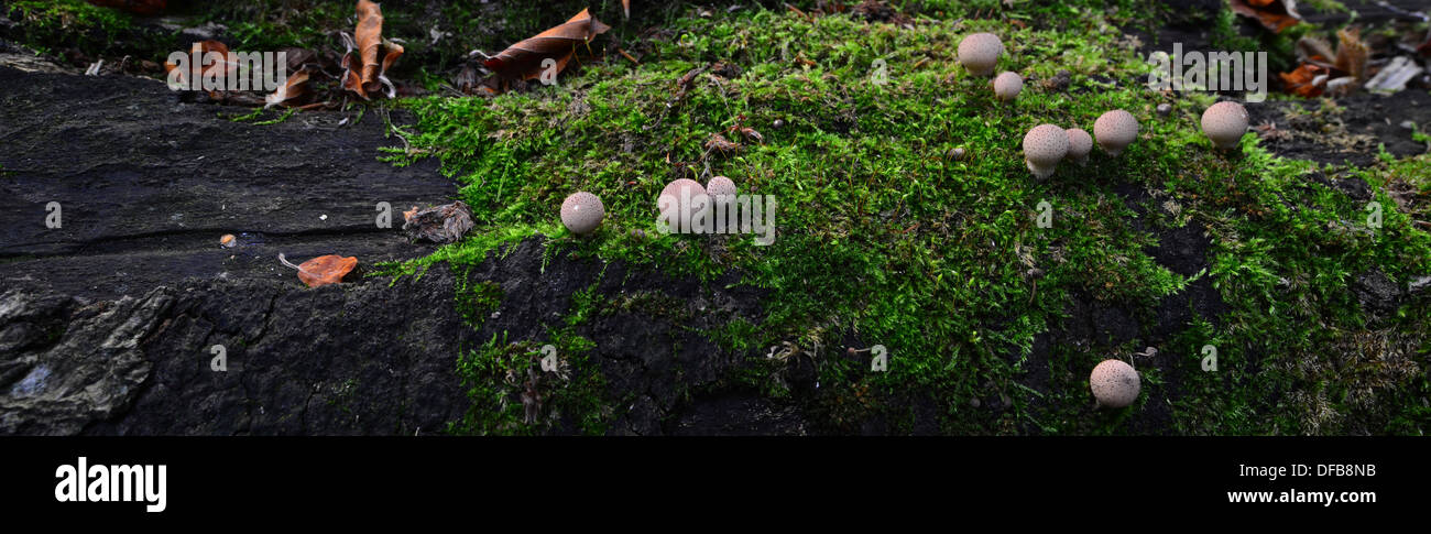 Puffball funghi che crescono su un caduto moss albero coperto Foto Stock