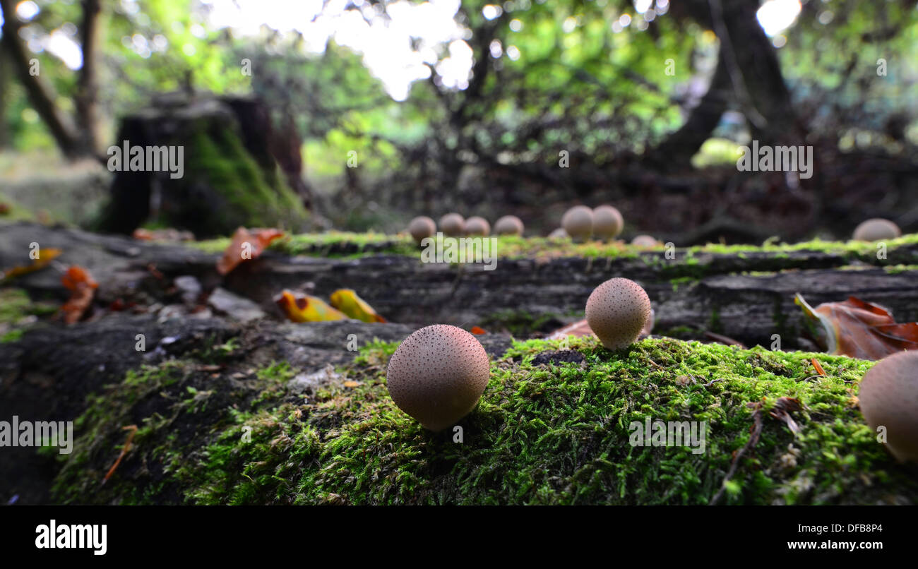 Puffball funghi che crescono su un caduto moss albero coperto Foto Stock