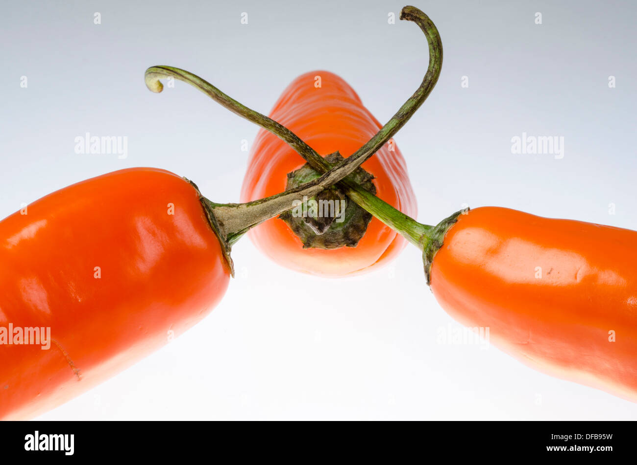 Peruviano peperone giallo ( Capsicum Baccatum ). Foto Stock