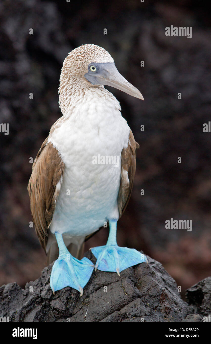 Blu-footed booby Foto Stock