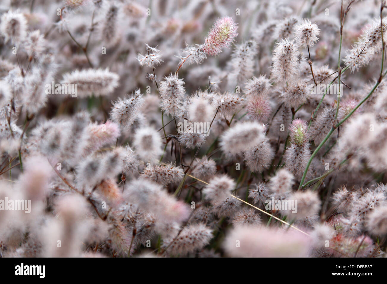 Puffy asciutto morbido fiori di campo grigio Foto Stock