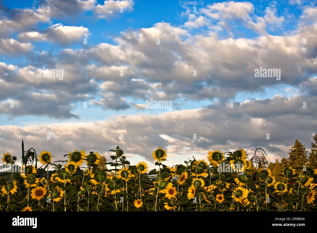 Campo di girasoli sotto nuvole bianche e blu del cielo Foto Stock