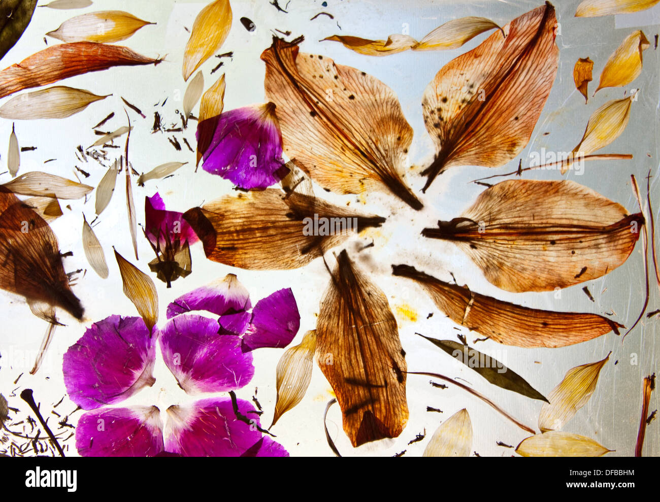 Disposizione botanico di petali di fiori sul bianco latte vedere attraverso sfondo, foglie e pistilli e parti di fiori Foto Stock
