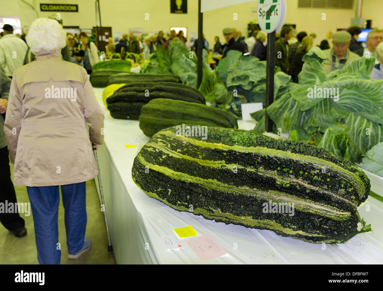 Giant zucchine su un banco di mostra Foto Stock