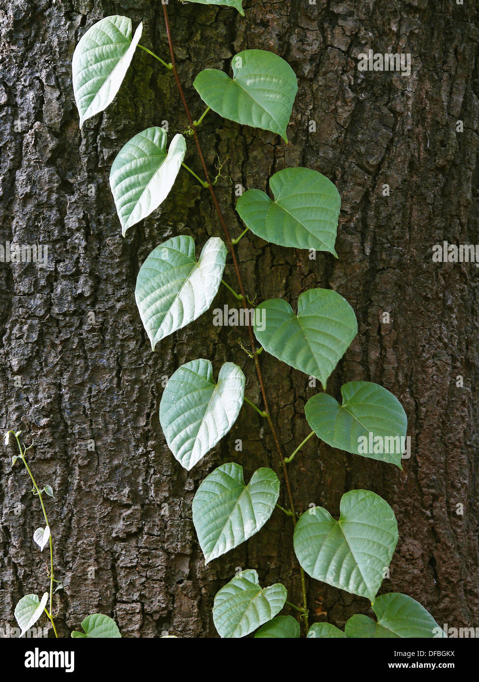 Una pianta rampicante con cuore di foglie di forma Ratnagiri, Maharashtra,  India Foto stock - Alamy