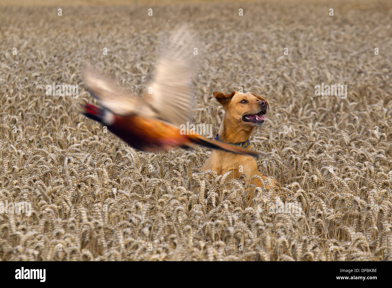 Giallo Labrador caccia fagiani in coltivazione di grano al tempo del raccolto Norfolk Agosto Foto Stock