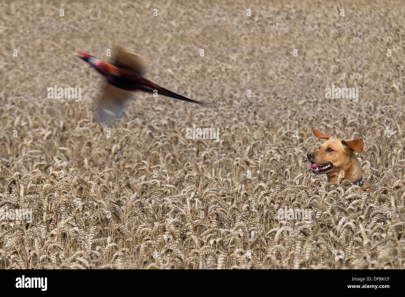 Giallo Labrador caccia fagiani in coltivazione di grano al tempo del raccolto Norfolk Agosto Foto Stock