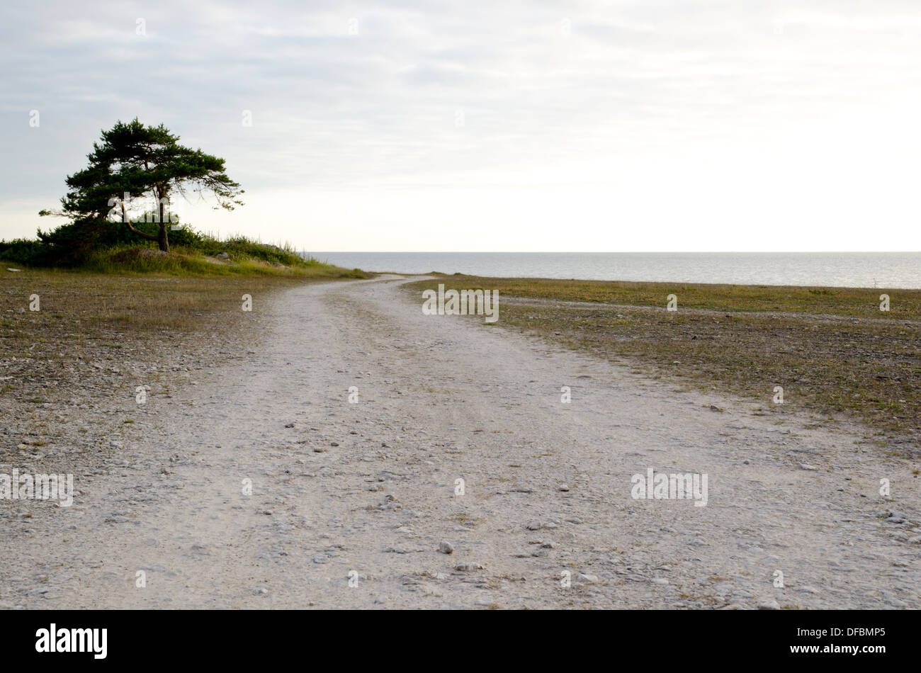 Pino Solitario albero a una strada sterrata lungo la costa Foto Stock