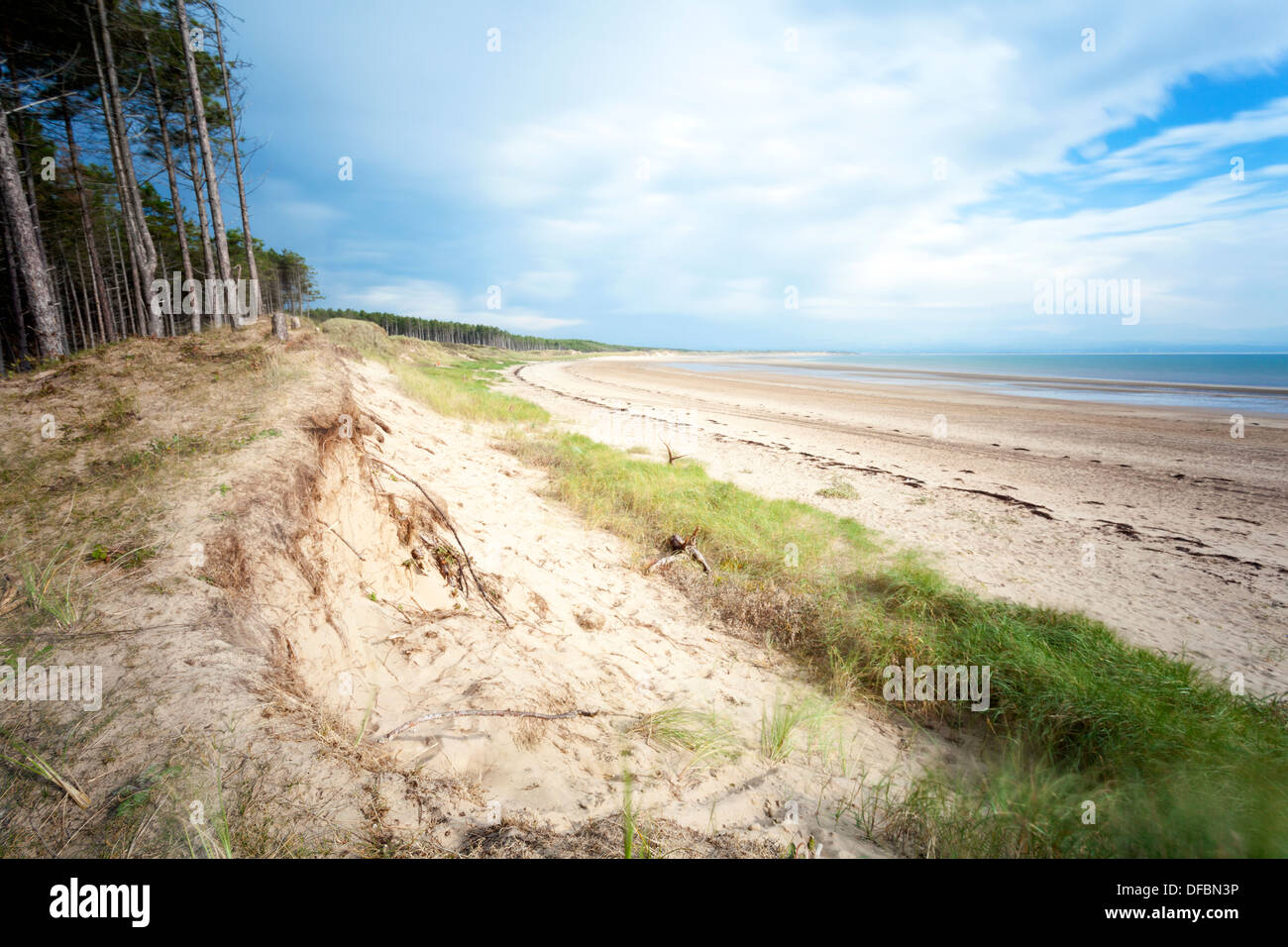 Le dune di sabbia e foreste presso la popolare spiaggia di costiera di Newborough Warren beach e Llanddwyn Bay sull'Isola di Anglesey nel Galles del Nord Foto Stock