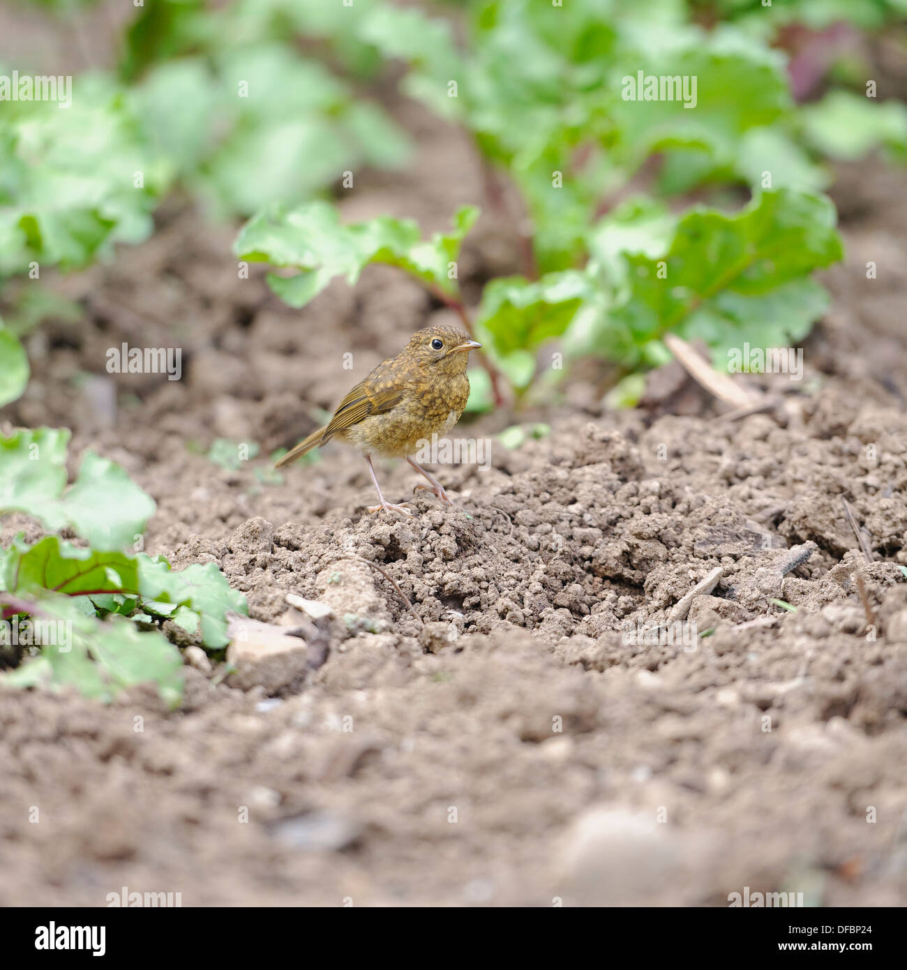 Welsh giardino uccelli: Robin neonata cerca di insetti Foto Stock