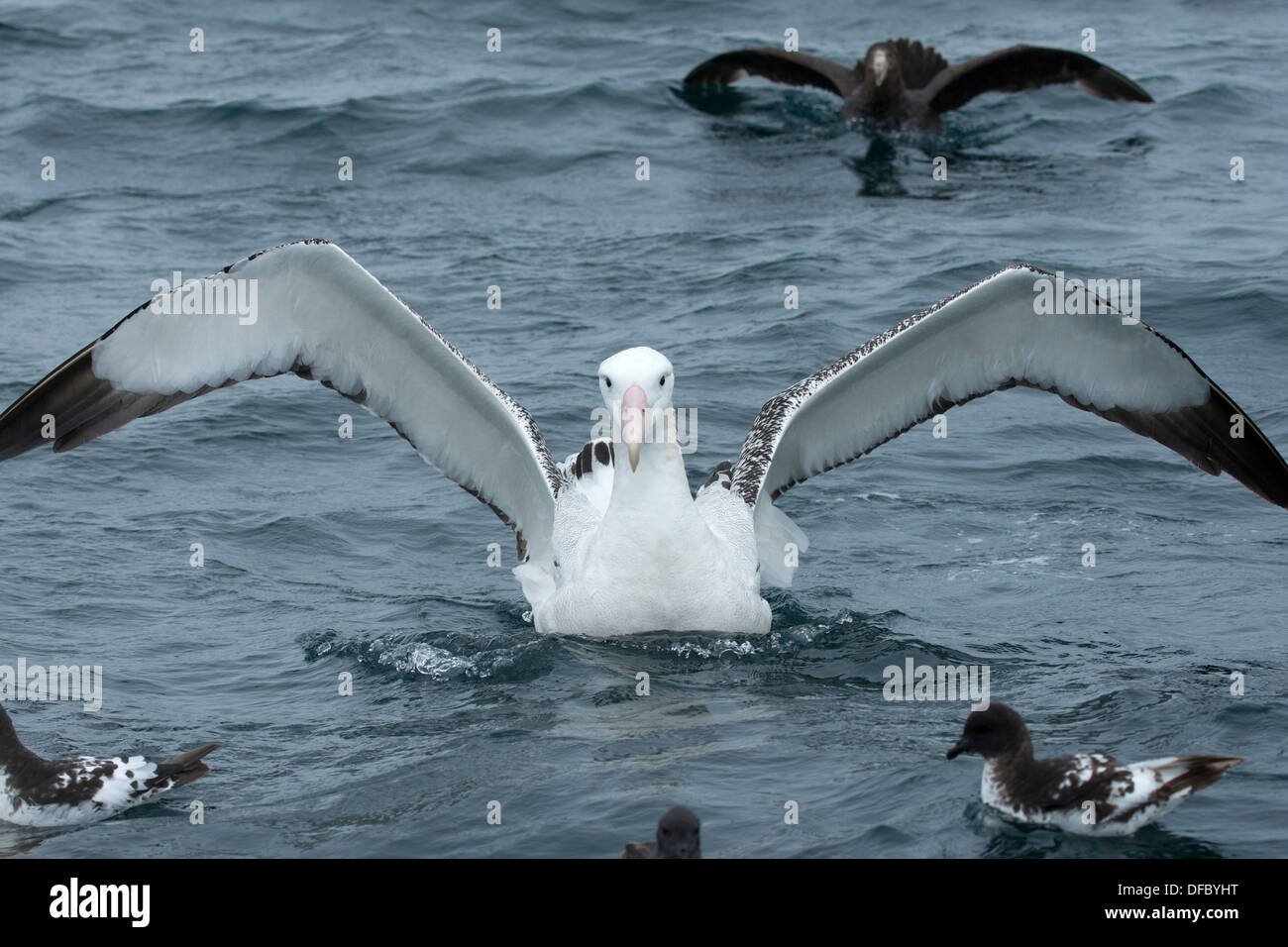 Un Albatro errante, un gigante Petrel e papere del Capo Foto Stock