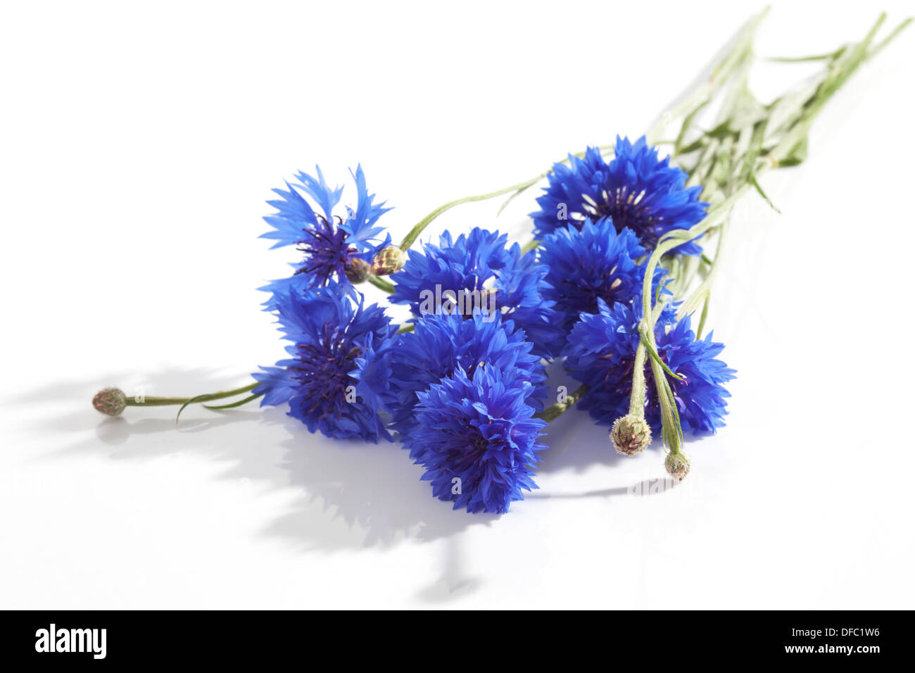 Cornflowers blu su sfondo bianco, close up Foto Stock