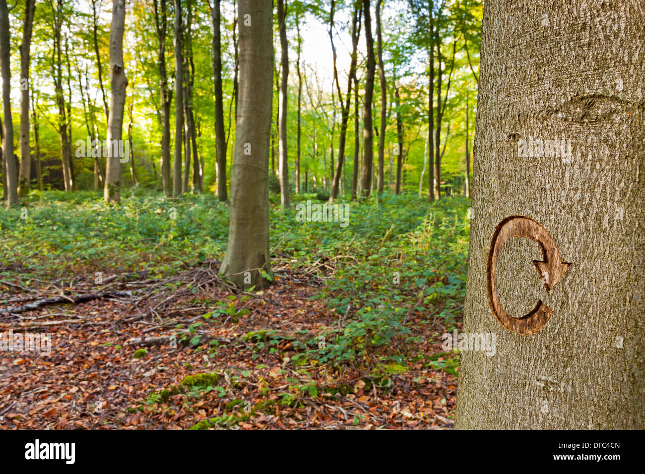 Il simbolo di riciclaggio intagliato in un albero nel bosco gestito. Foto Stock