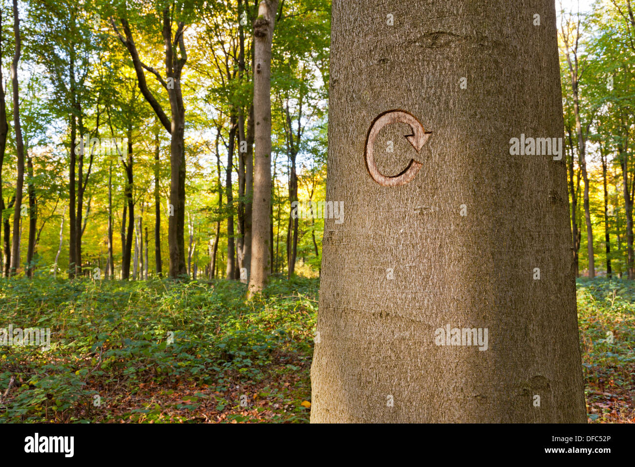 Il simbolo di riciclaggio intagliato in un albero nel bosco gestito. Foto Stock