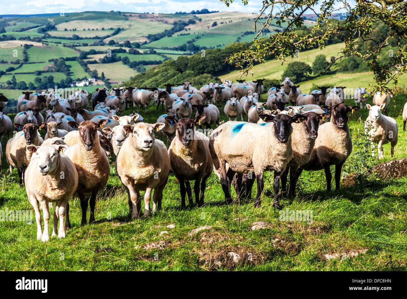 Un gregge di pecore gallese nel Parco Nazionale di Brecon Beacons, Galles. Foto Stock