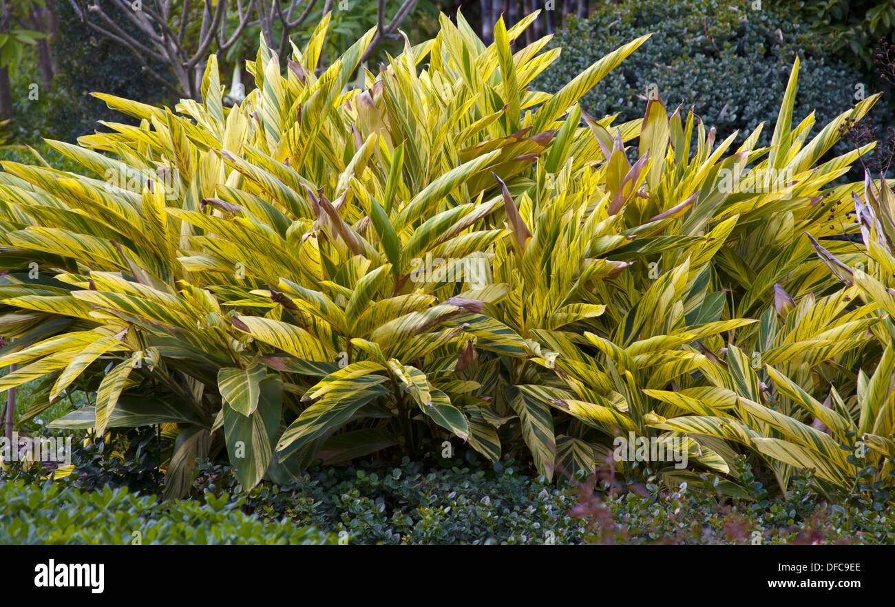 Il giallo e il verde variegato foglie di guscio Piante di zenzero in  Florida, Stati Uniti d'America Foto stock - Alamy