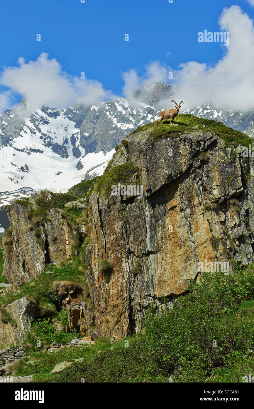 Mountain stambecco (Capra ibex) in piedi su una roccia nelle Alpi Italiane Foto Stock