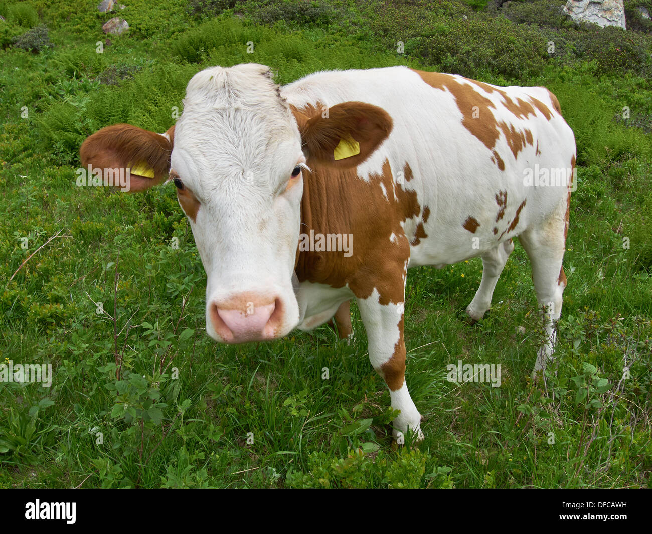 Vacca (Bos primigenius taurus) su un prato nelle Alpi Foto Stock