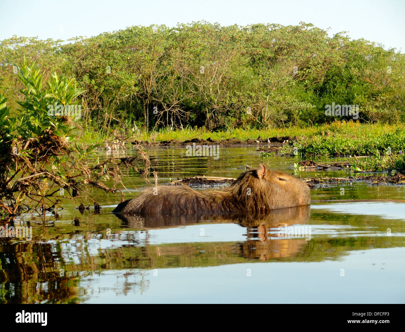 Un capibara, i mondi più grande specie di roditore, nuotare in un lago nel Ibera zone umide in Argentina del nord Foto Stock