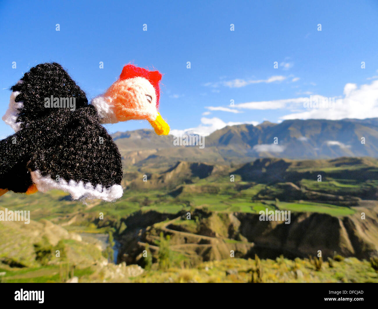 Un condor andino vola nel canyon di Colca, nel dipartimento di Arequipa del sud del Perù Foto Stock