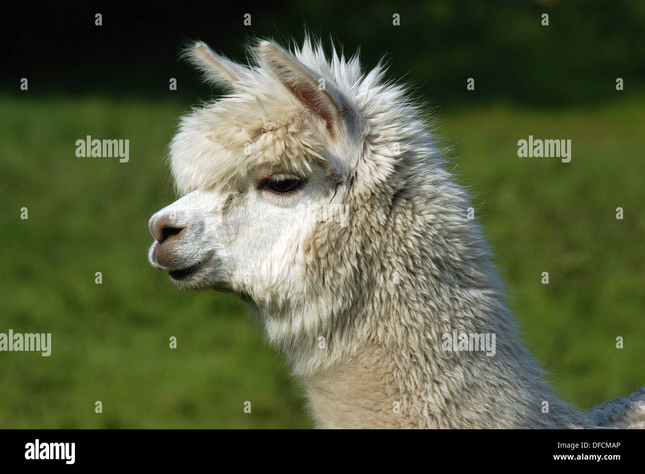 Alpaca, un addomesticati sud americana di mammifero correlata alla Llama Foto Stock