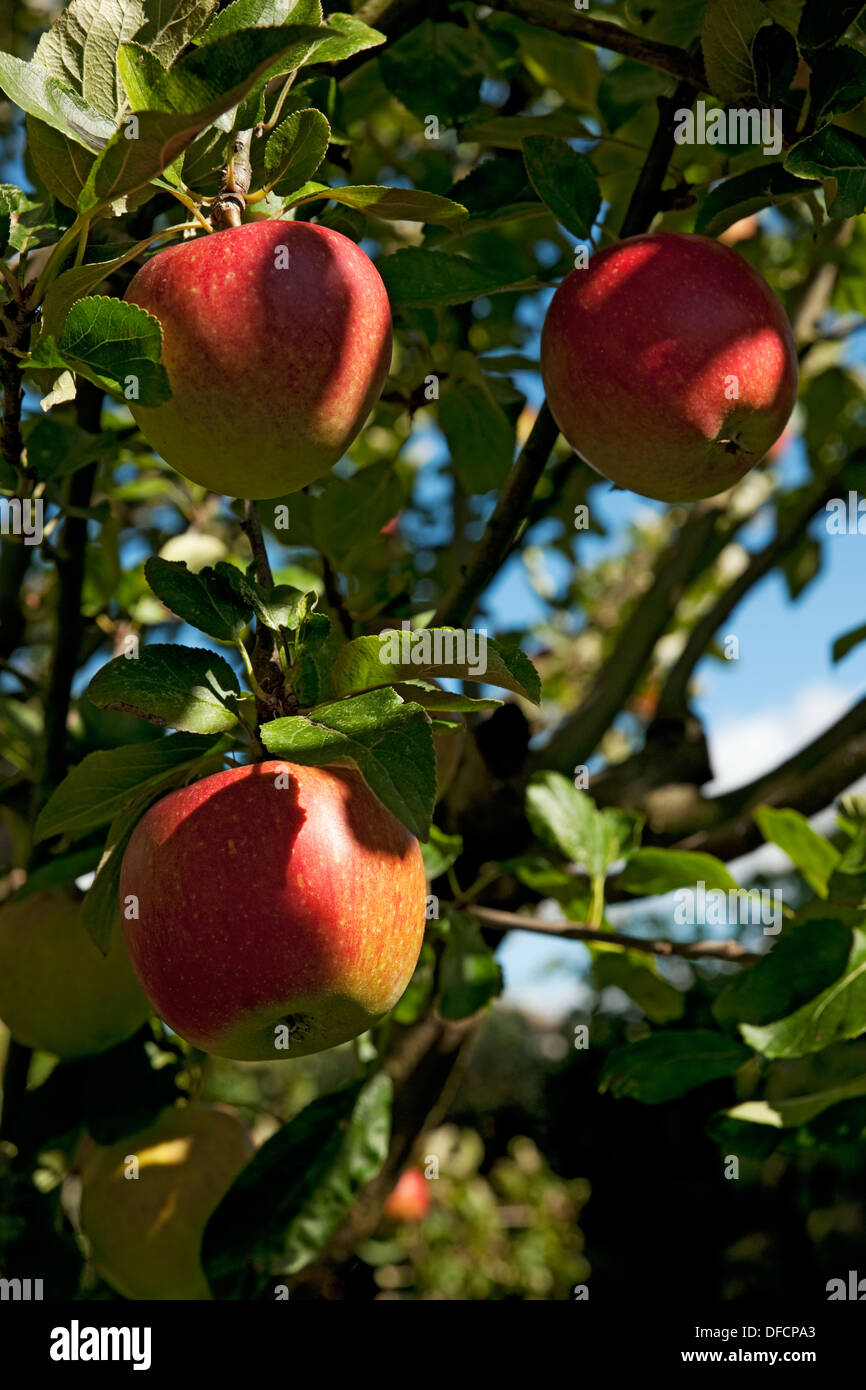 Primo piano di Charles Ross mele mela frutta matura Crescere su un albero Inghilterra Regno Unito GB Great La Gran Bretagna Foto Stock