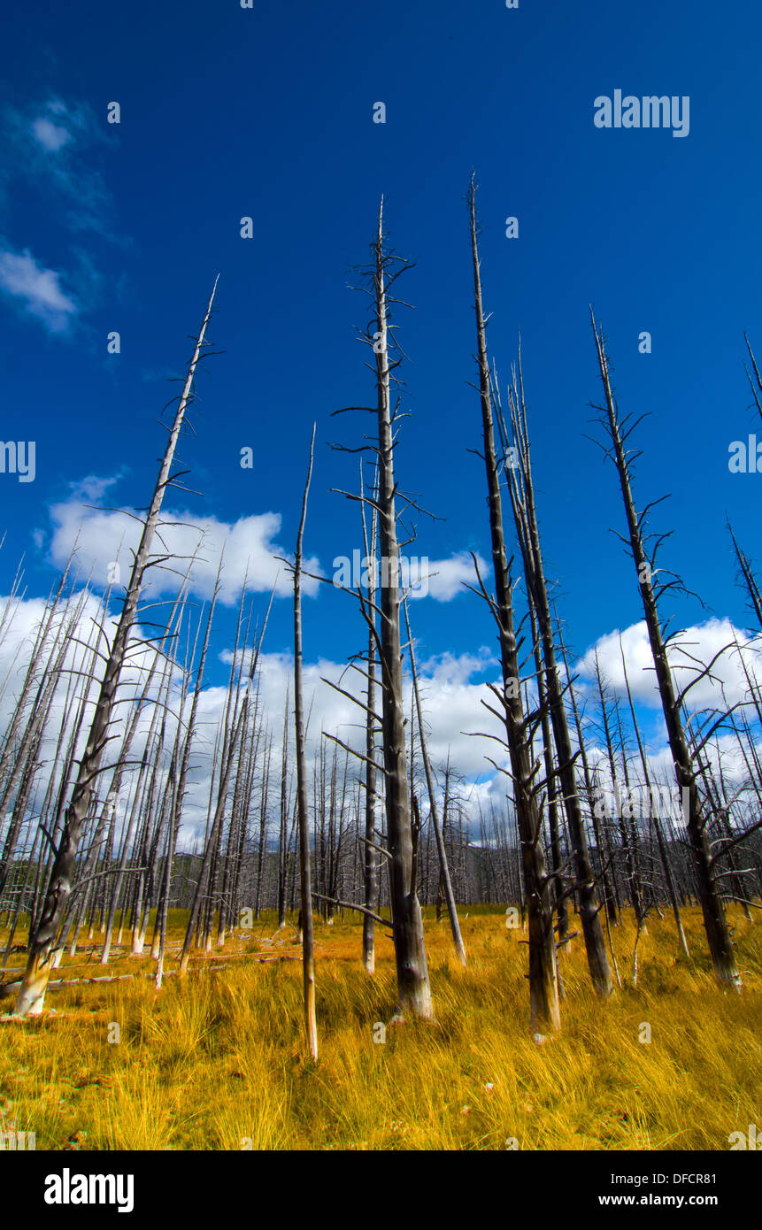 Vista di diversi alberi bruciati e erba lunga offuscata dal vento Foto Stock Vista di diversi alberi bruciati e erba lunga offuscata dal vento Foto Stock