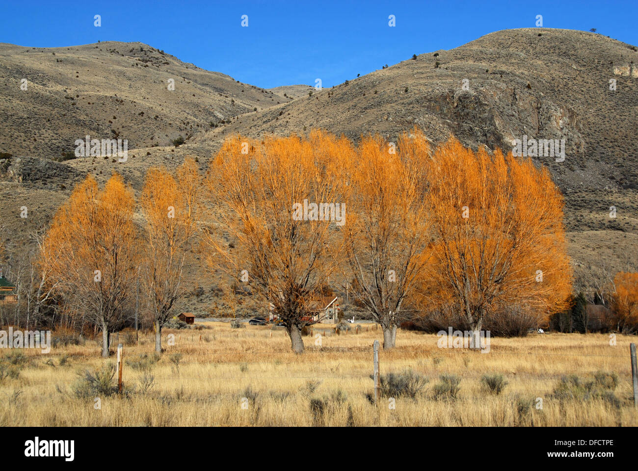 Gli alberi di salice in Paradise Valley lungo il fiume Yellowstone, a nord di Gardiner, Montana Foto Stock Gli alberi di salice in Paradise Valley lungo il fiume Yellowstone, a nord di Gardiner, Montana Foto Stock