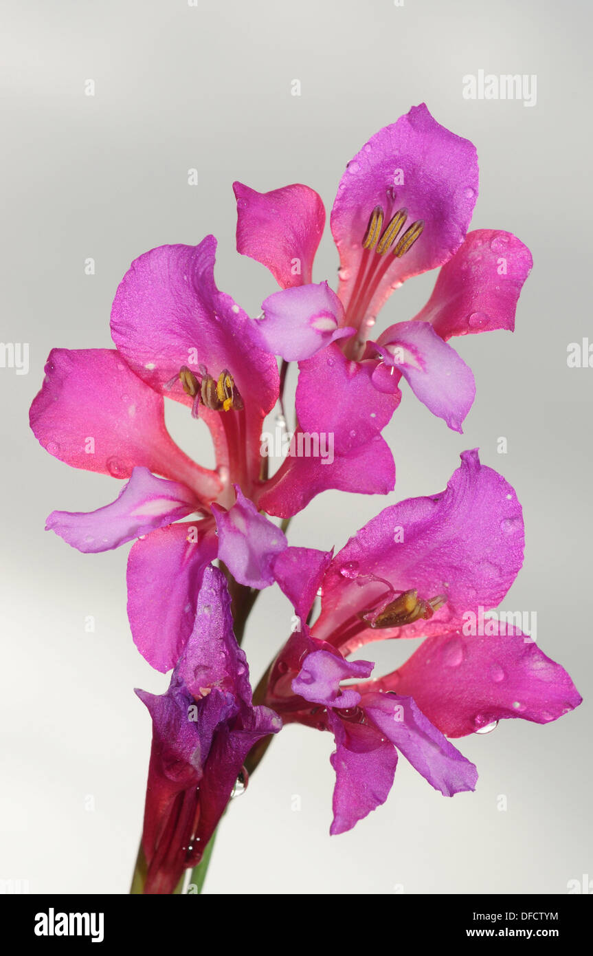 Illirico Gladiolus (Gladiolus illyricus) Foto Stock