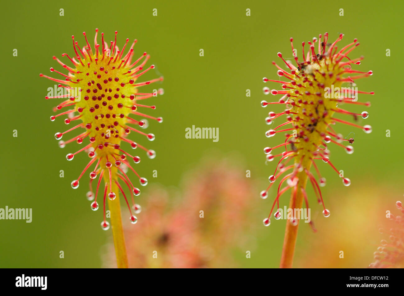 Di forma oblunga lasciava Sundew o Spoonleaf Sundew (Drosera intermedia) Foto Stock