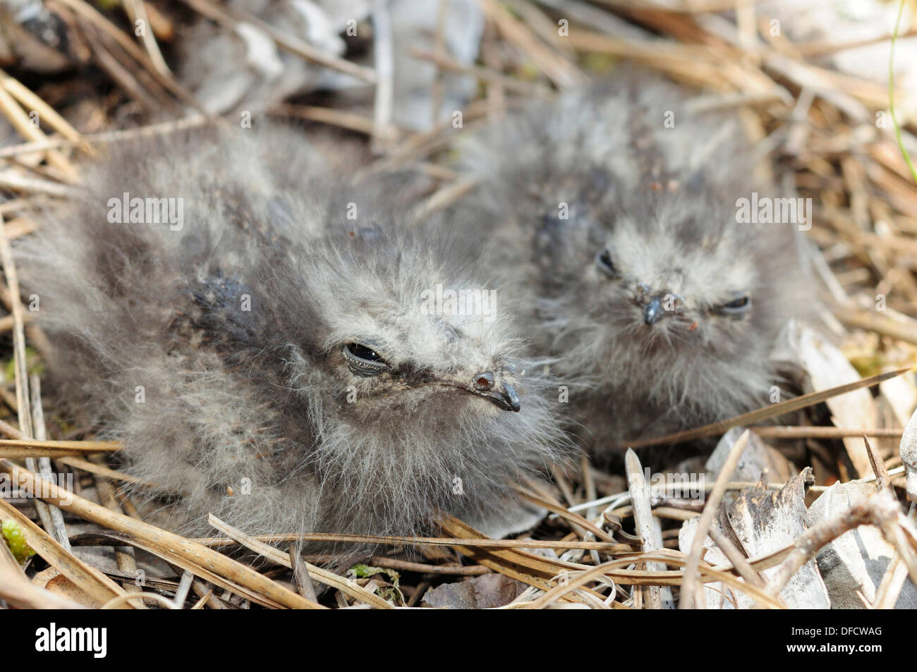 Nightjar pulcini (Caprimulgus europaeus) Foto Stock