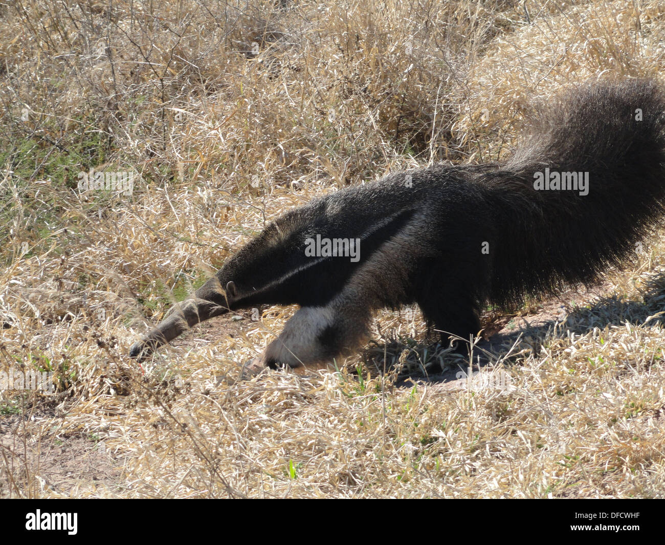 Un gigante Anteater (Myrmecophaga tridactyla) visto nel Chaco Argentina settentrionale Foto Stock