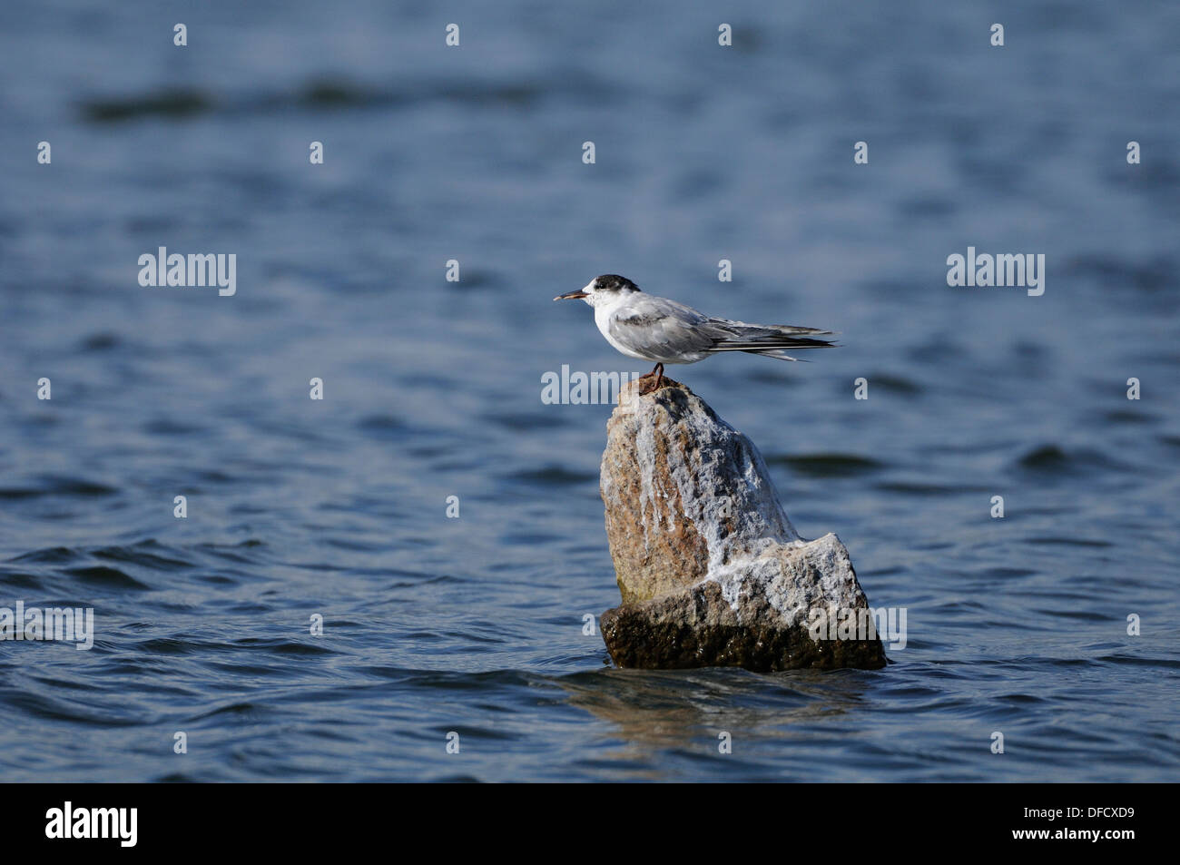 Indian River Tern Foto Stock