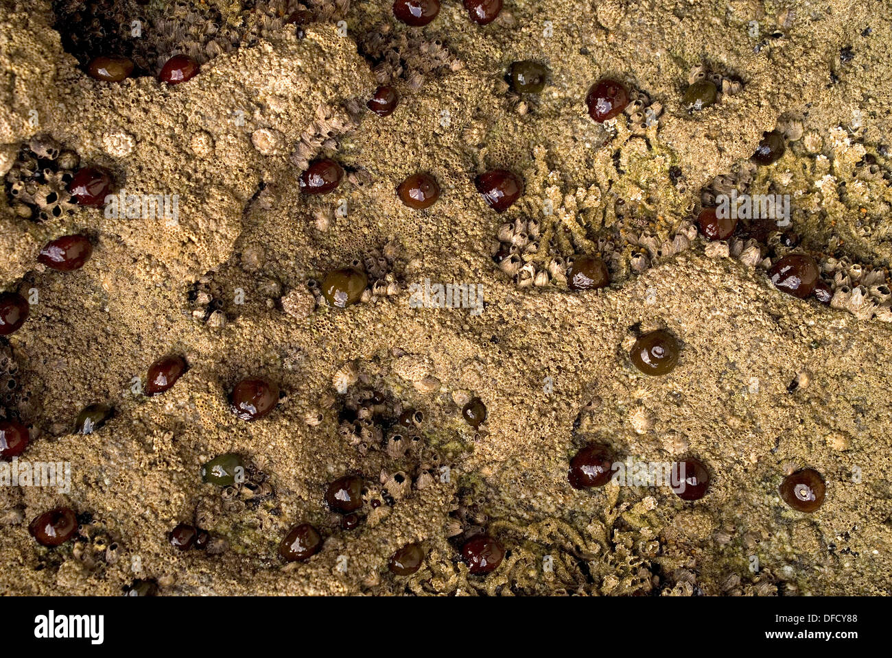 Anemoni Beadlet (Actinia equina) e acorn barnacles. Foto Stock