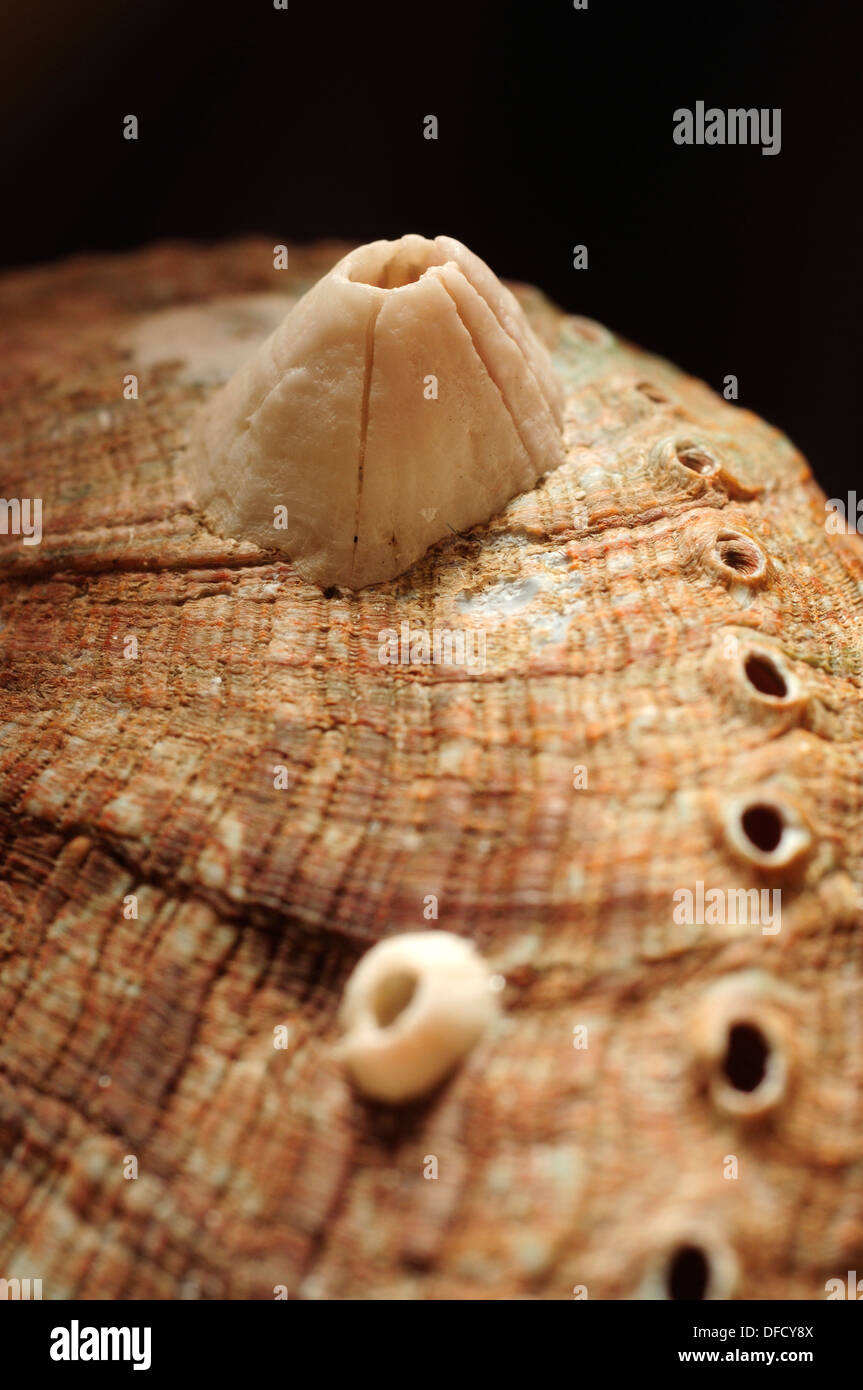 Acorn barnacles su un verde guscio ormer Foto Stock