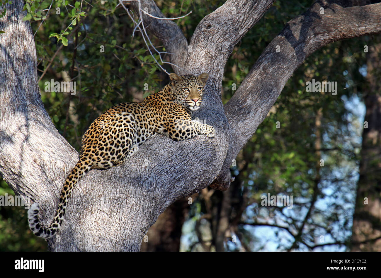 Leopard su un albero, South Luangwa National Park, Zambia, Panthera pardus Foto Stock